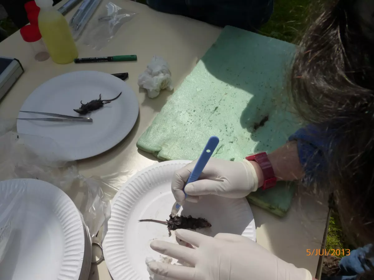 Etudes micromammifères Franche Comté